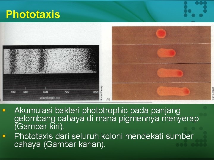 Phototaxis § Akumulasi bakteri phototrophic pada panjang gelombang cahaya di mana pigmennya menyerap (Gambar