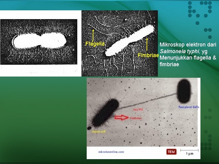 Flagella Mikroskop elektron dari Salmonela typhi, yg Fimbriae Menunjukkan flagella & fimbriae 
