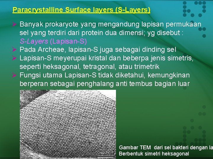 Paracrystalline Surface layers (S-Layers) Ø Banyak prokaryote yang mengandung lapisan permukaan sel yang terdiri