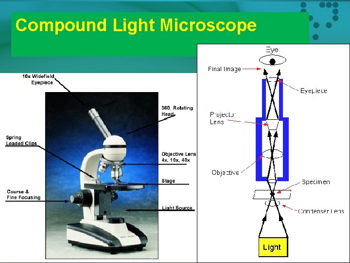 Compound Light Microscope 