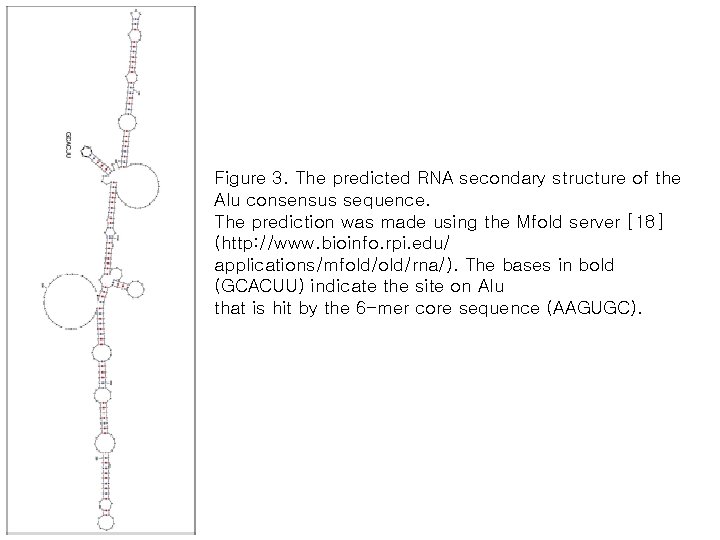 Figure 3. The predicted RNA secondary structure of the Alu consensus sequence. The prediction