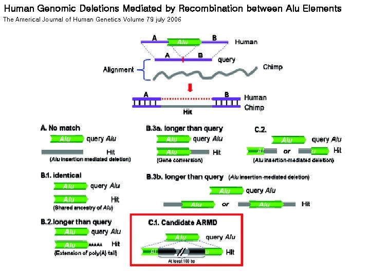 Human Genomic Deletions Mediated by Recombination between Alu Elements The Americal Journal of Human