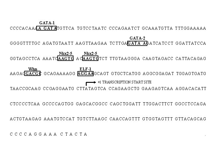 GATA-1 CCCCACAAAA GATATGTTCA TGTCCTAATC CCCAGAATCT GCAAATGTTA TTTGGAAAAA GATA-2 GGGGTTTTGC AGATGTAATT AAGTTAAGAA TCTTGAGATA AGATCATCCT GGATTATCCA