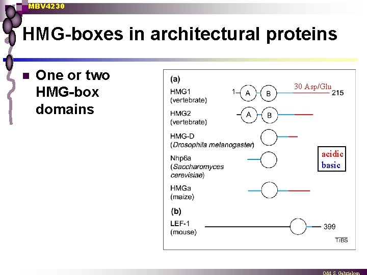 MBV 4230 HMG-boxes in architectural proteins n One or two HMG-box domains 30 Asp/Glu