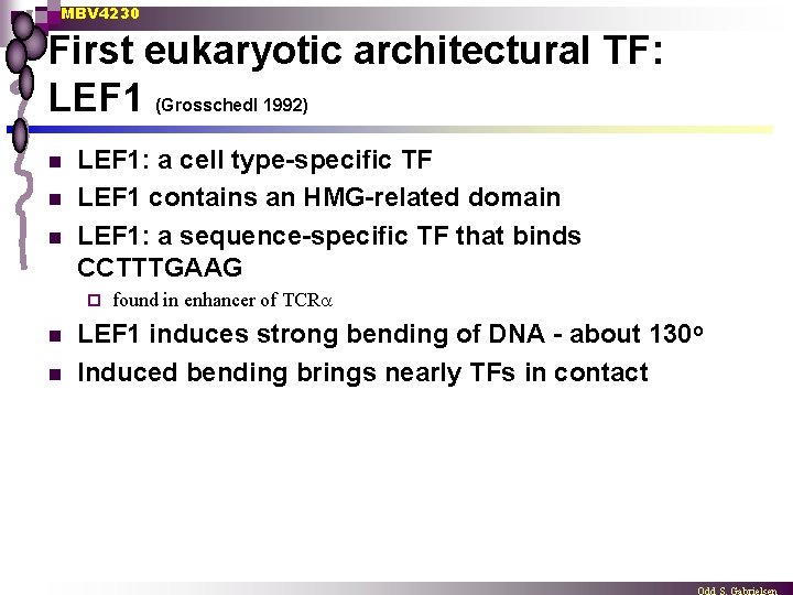 MBV 4230 First eukaryotic architectural TF: LEF 1 (Grosschedl 1992) n n n LEF