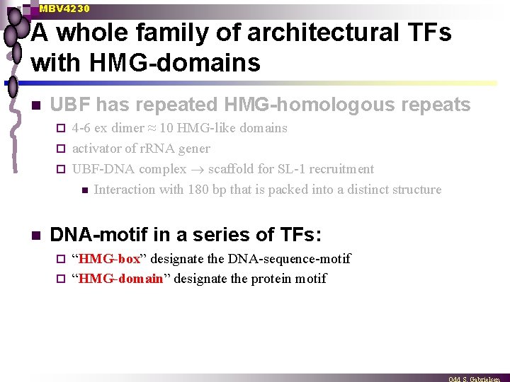 MBV 4230 A whole family of architectural TFs with HMG-domains n UBF has repeated