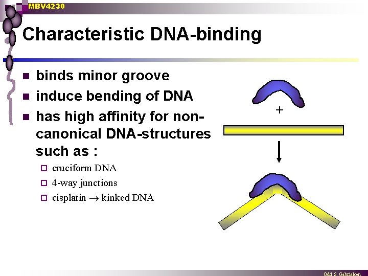 MBV 4230 Characteristic DNA-binding n n n binds minor groove induce bending of DNA