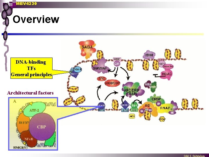 MBV 4230 Overview DNA-binding TFs General principles Architectural factors 