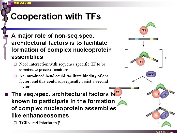 MBV 4230 Cooperation with TFs n A major role of non-seq. spec. architectural factors