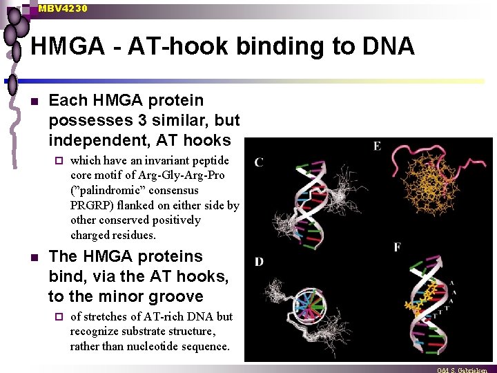 MBV 4230 HMGA - AT-hook binding to DNA n Each HMGA protein possesses 3