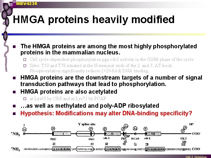 MBV 4230 HMGA proteins heavily modified n The HMGA proteins are among the most