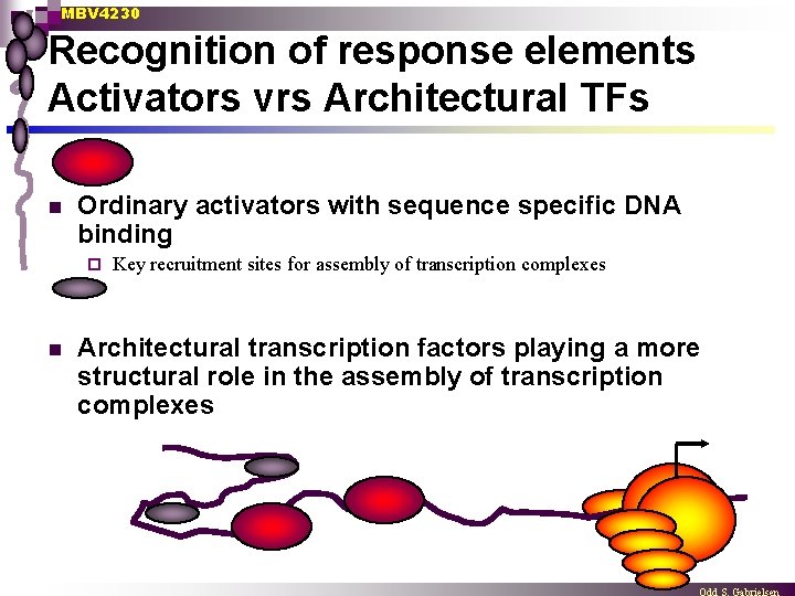 MBV 4230 Recognition of response elements Activators vrs Architectural TFs n Ordinary activators with