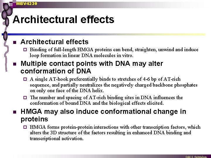 MBV 4230 Architectural effects n Architectural effects ¨ n Binding of full-length HMGA proteins