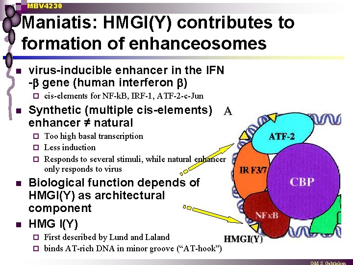 MBV 4230 Maniatis: HMGI(Y) contributes to formation of enhanceosomes n virus-inducible enhancer in the