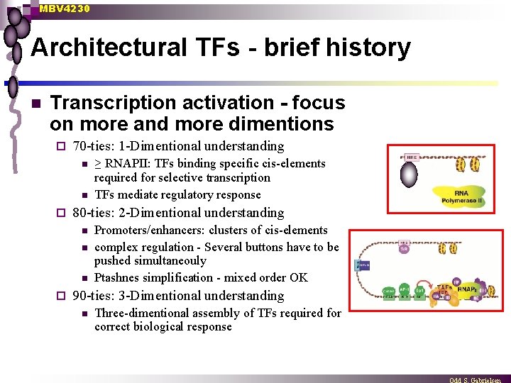 MBV 4230 Architectural TFs - brief history n Transcription activation - focus on more