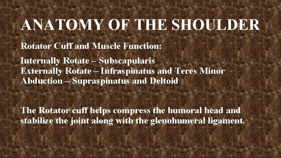 ANATOMY OF THE SHOULDER Rotator Cuff and Muscle Function: Internally Rotate – Subscapularis Externally