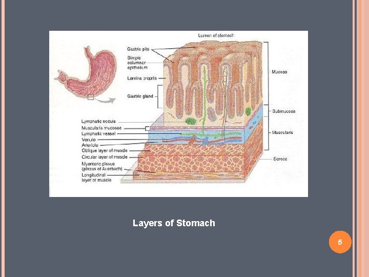 Layers of Stomach 5 