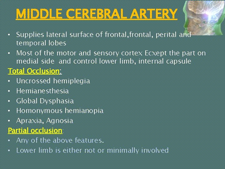 MIDDLE CEREBRAL ARTERY • Supplies lateral surface of frontal, perital and temporal lobes •