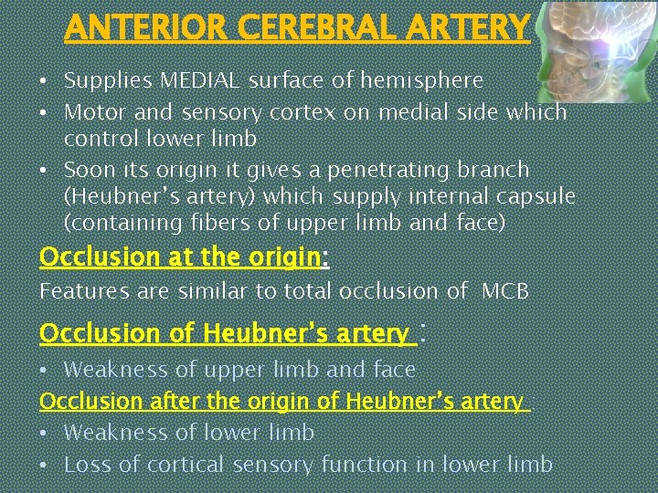 ANTERIOR CEREBRAL ARTERY • Supplies MEDIAL surface of hemisphere • Motor and sensory cortex