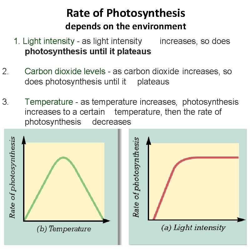 Rate of Photosynthesis depends on the environment 1. Light intensity - as light intensity