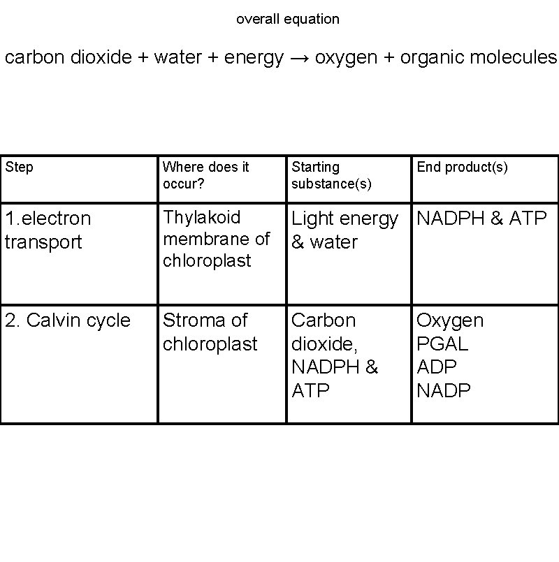 overall equation carbon dioxide + water + energy → oxygen + organic molecules Step