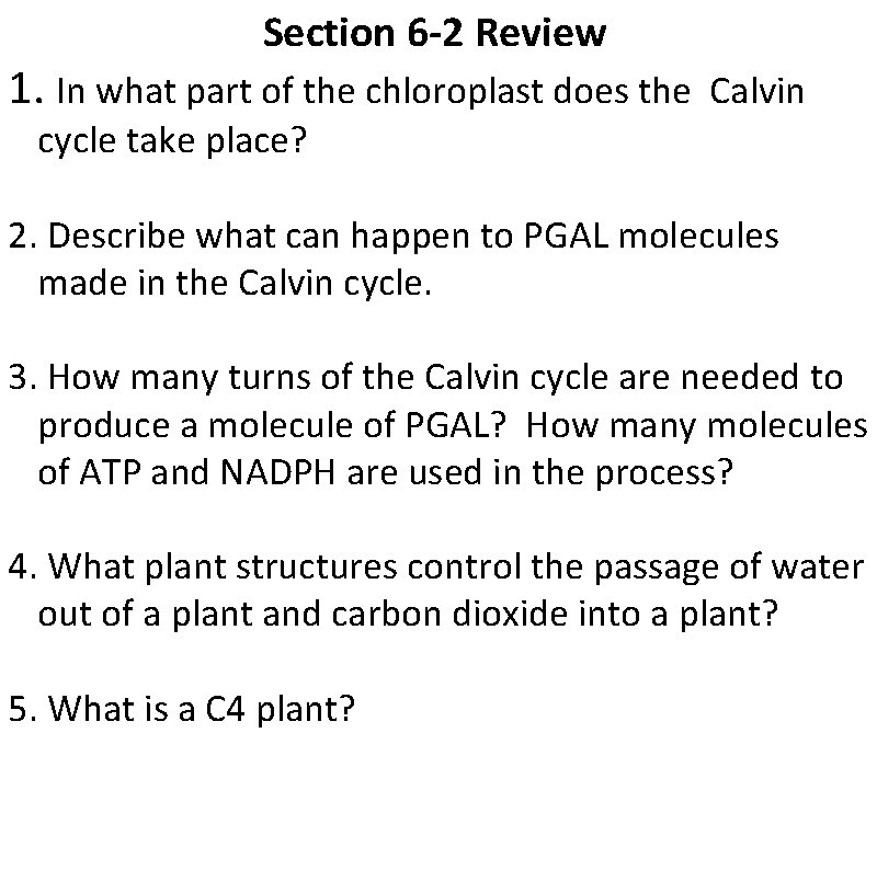 Section 6 -2 Review 1. In what part of the chloroplast does the Calvin