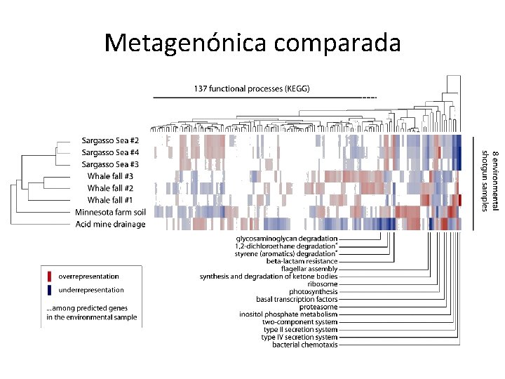 Metagenónica comparada 