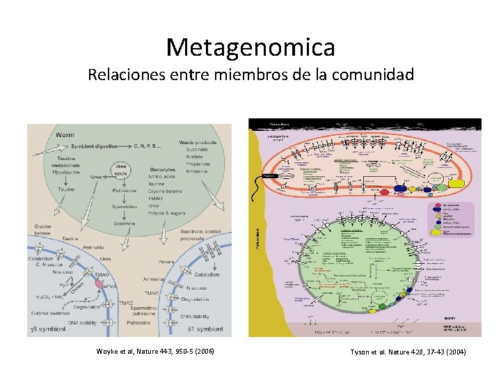 Metagenomica Relaciones entre miembros de la comunidad Woyke et al, Nature 443, 950 -5