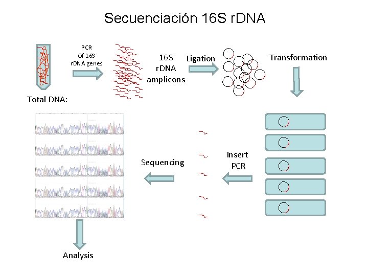 Secuenciación 16 S r. DNA PCR Of 16 S r. DNA genes 16 S