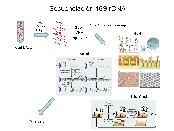 Secuenciación 16 S r. DNA PCR Of 16 S r. DNA genes Metagenómica 16