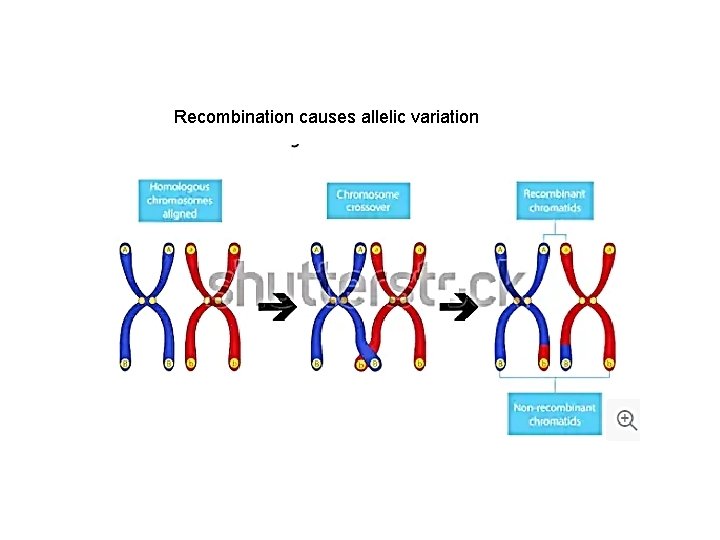 Recombination causes allelic variation 