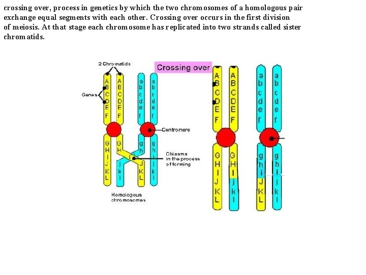 crossing over, process in genetics by which the two chromosomes of a homologous pair