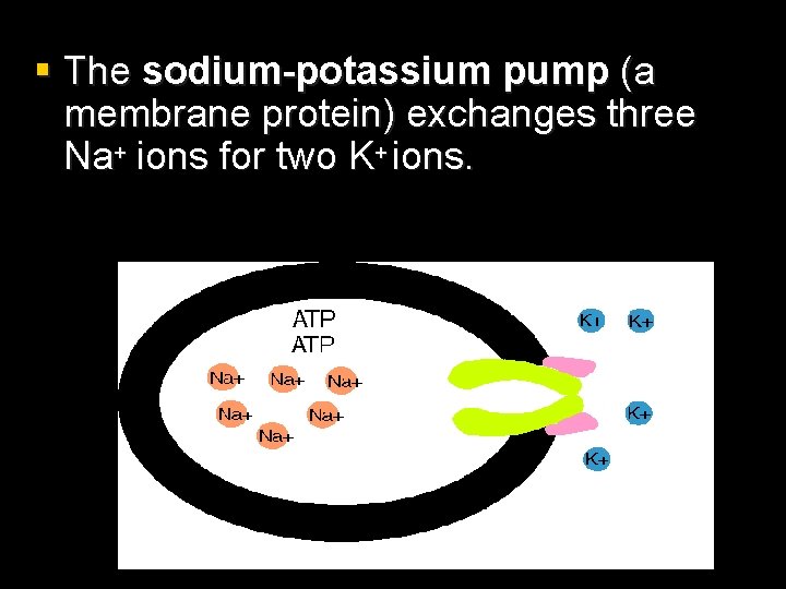 § The sodium-potassium pump (a membrane protein) exchanges three Na+ ions for two K+