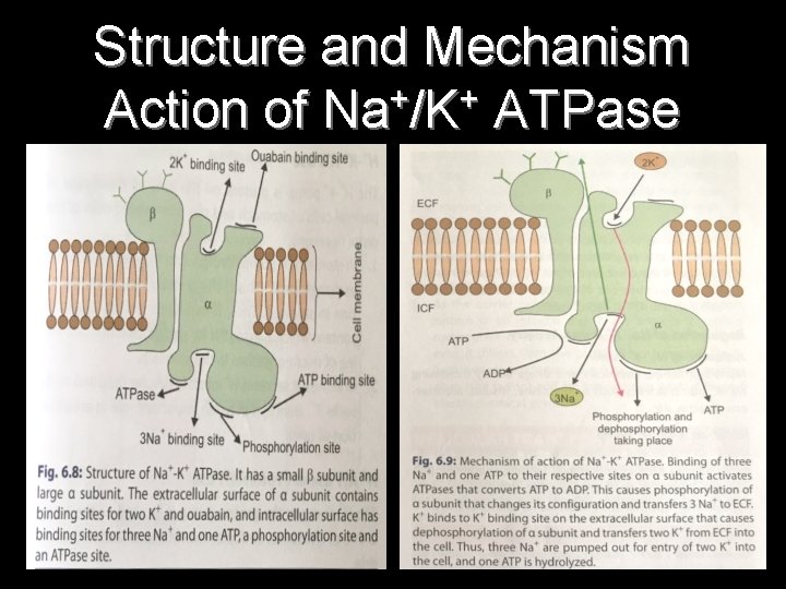 Structure and Mechanism + + Action of Na /K ATPase 