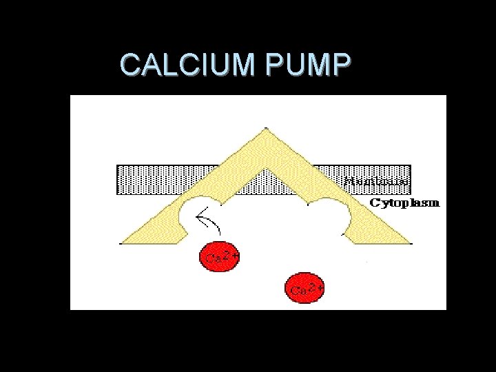 CALCIUM PUMP 