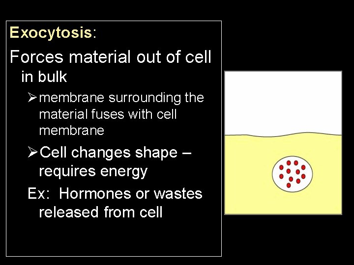 Exocytosis: Forces material out of cell in bulk Ø membrane surrounding the material fuses
