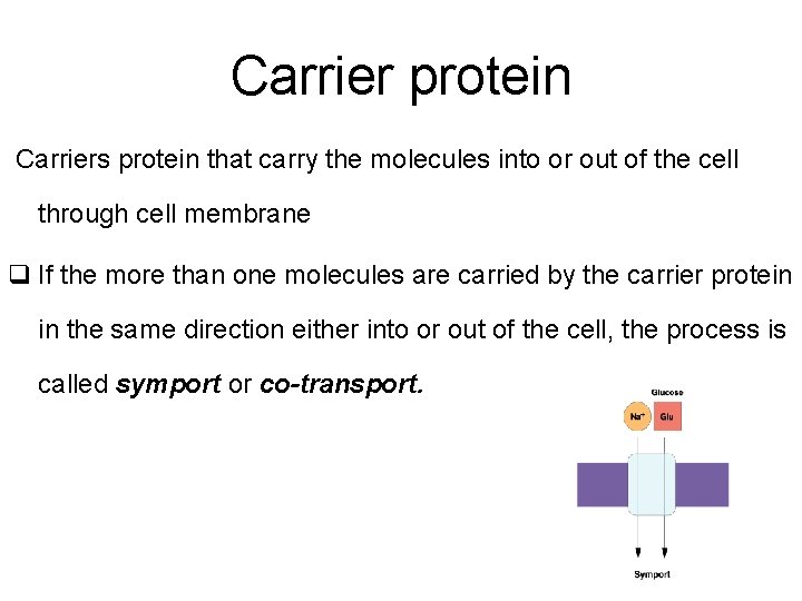 Carrier protein Carriers protein that carry the molecules into or out of the cell