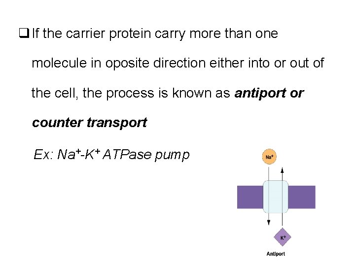 q If the carrier protein carry more than one molecule in oposite direction either