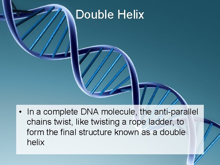 Double Helix • In a complete DNA molecule, the anti-parallel chains twist, like twisting