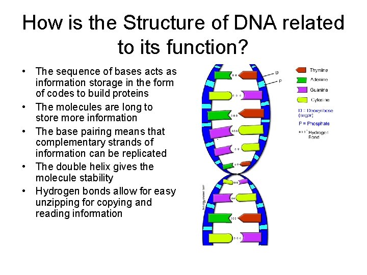 How is the Structure of DNA related to its function? • The sequence of