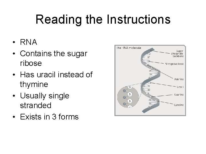 Reading the Instructions • RNA • Contains the sugar ribose • Has uracil instead