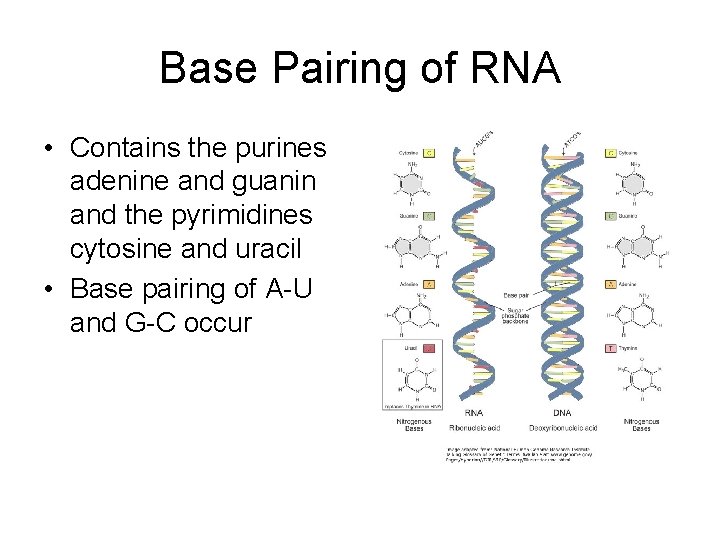 Base Pairing of RNA • Contains the purines adenine and guanin and the pyrimidines