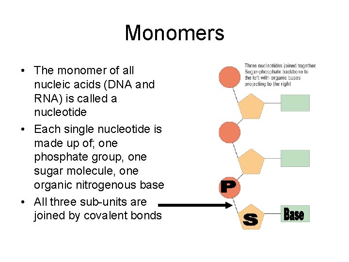 Monomers • The monomer of all nucleic acids (DNA and RNA) is called a