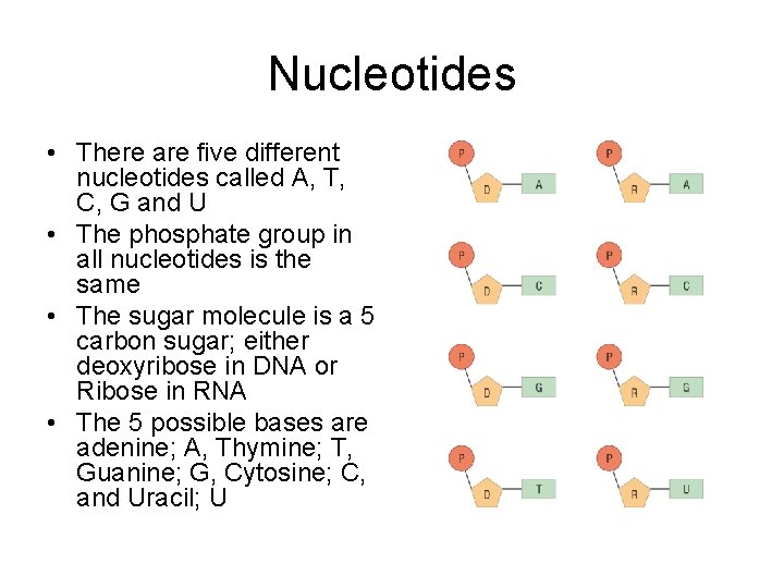 Nucleotides • There are five different nucleotides called A, T, C, G and U