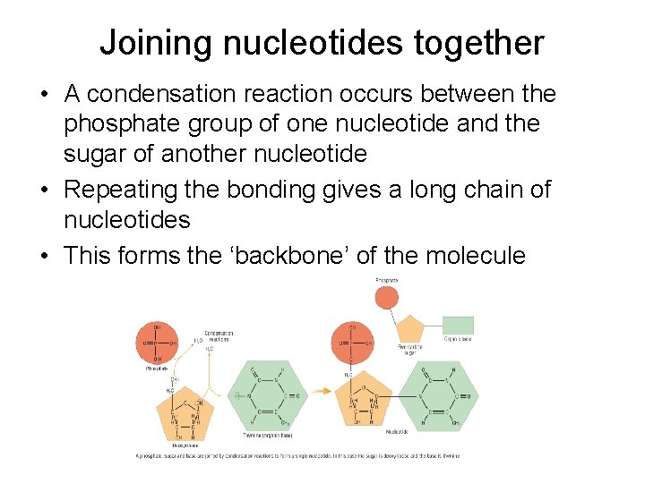 Joining nucleotides together • A condensation reaction occurs between the phosphate group of one