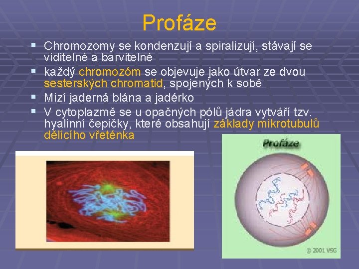 Profáze § Chromozomy se kondenzují a spiralizují, stávají se § § § viditelné a