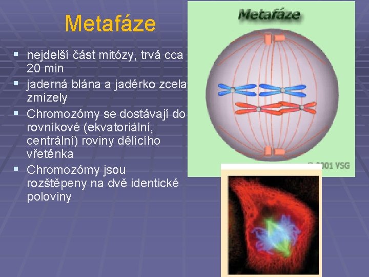 Metafáze § nejdelší část mitózy, trvá cca § § § 20 min jaderná blána