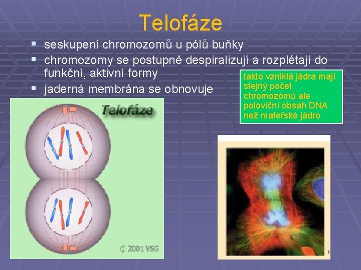 Telofáze § seskupení chromozomů u pólů buňky § chromozomy se postupně despiralizují a rozplétají