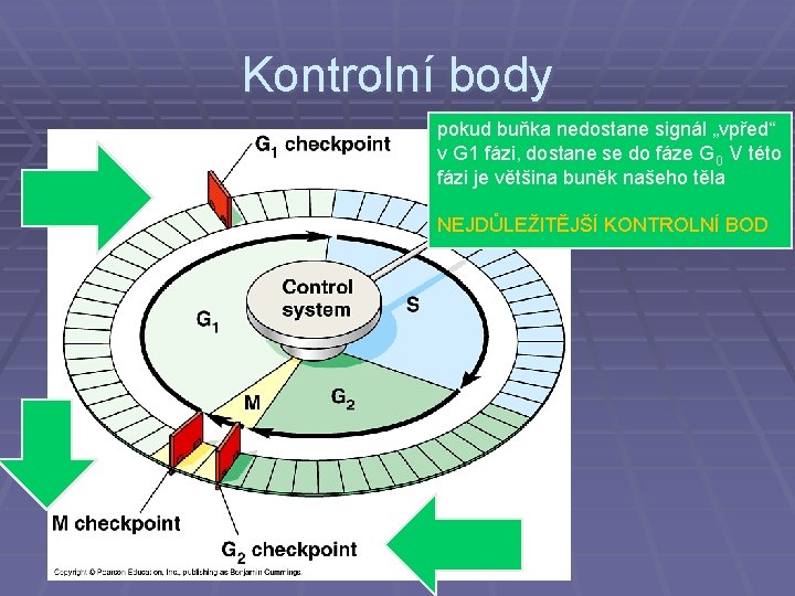 Kontrolní body pokud buňka nedostane signál „vpřed“ v G 1 fázi, dostane se do