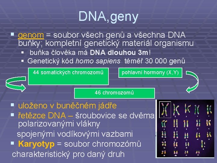 DNA, geny § genom = soubor všech genů a všechna DNA buňky; kompletní genetický